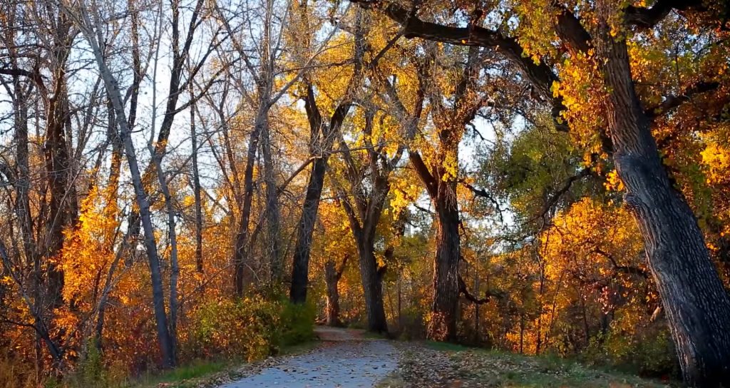 A paved path, crafted with civil engineering precision, winds through a forest of tall trees adorned with yellow and orange autumn leaves, some bare branches, and sunlight filtering through the foliage.