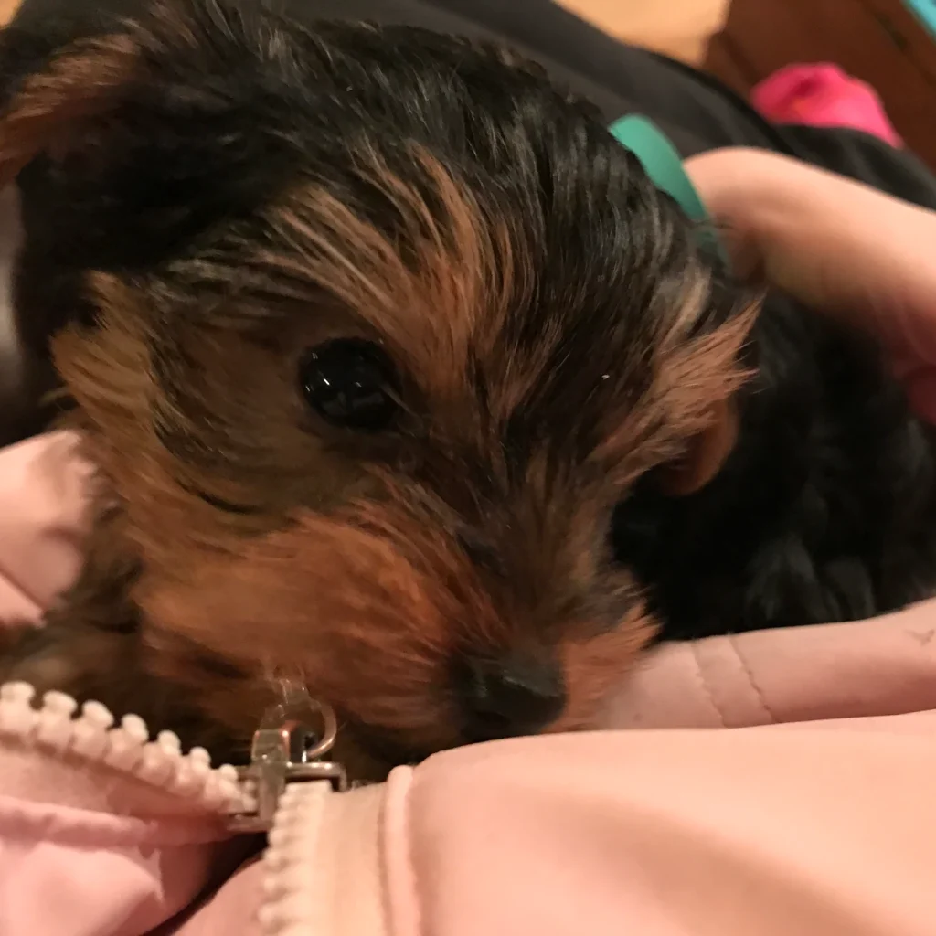 A close-up of a small brown and black puppy cuddled in a persons pink jacket, its shiny eye in focus—bringing comfort during a break on a civil engineering project.