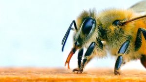 A close-up image of a bee reveals its fuzzy body, large black eyes, and legs as it stands on a wooden surface—captured with the precision of a structural engineer—set against a soft, blurred background.