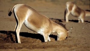 A light brown wild ass stands with its head buried in the sandy ground, appearing to dig or search for something—almost like a structural engineer on a site survey. Another similar animal grazes nearby in the dry, open landscape.
