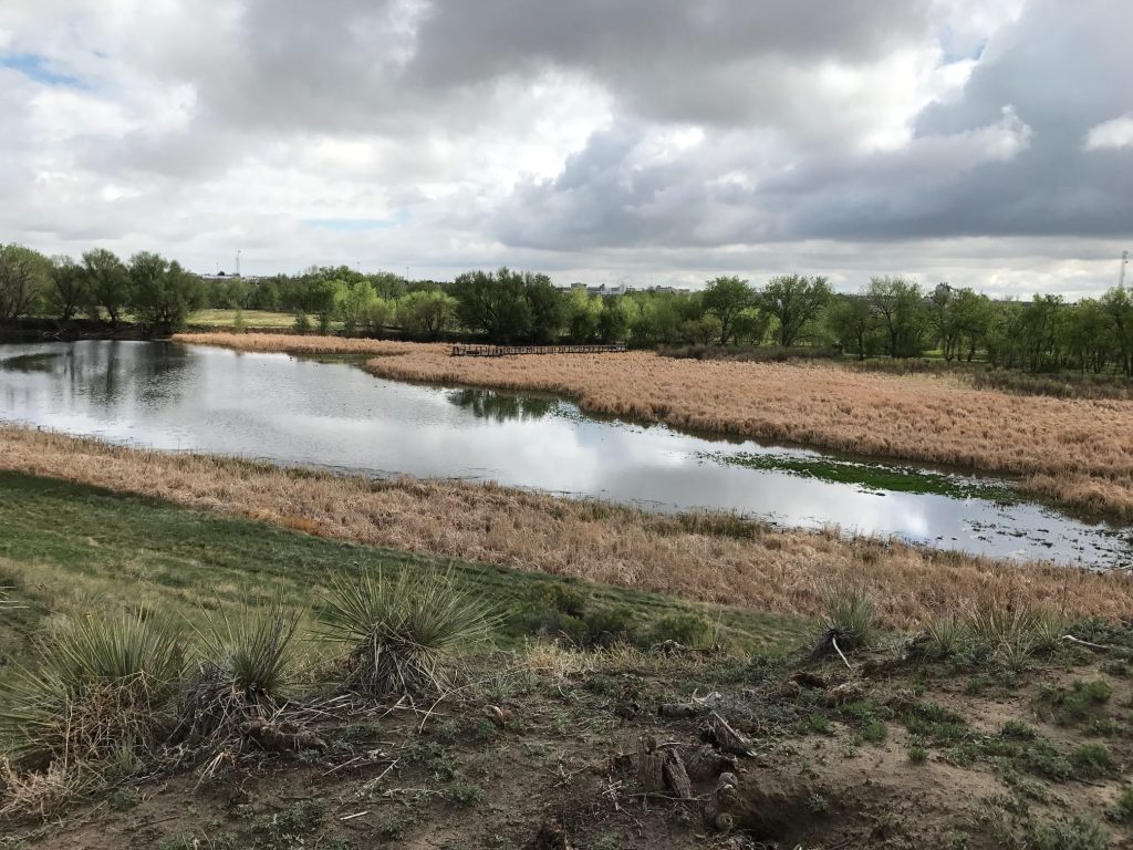A small pond surrounded by yellowed reeds, green grass, and trees under a cloudy sky, with the water reflecting the clouds above—an inspiring scene for any Denver engineer seeking tranquility in nature.