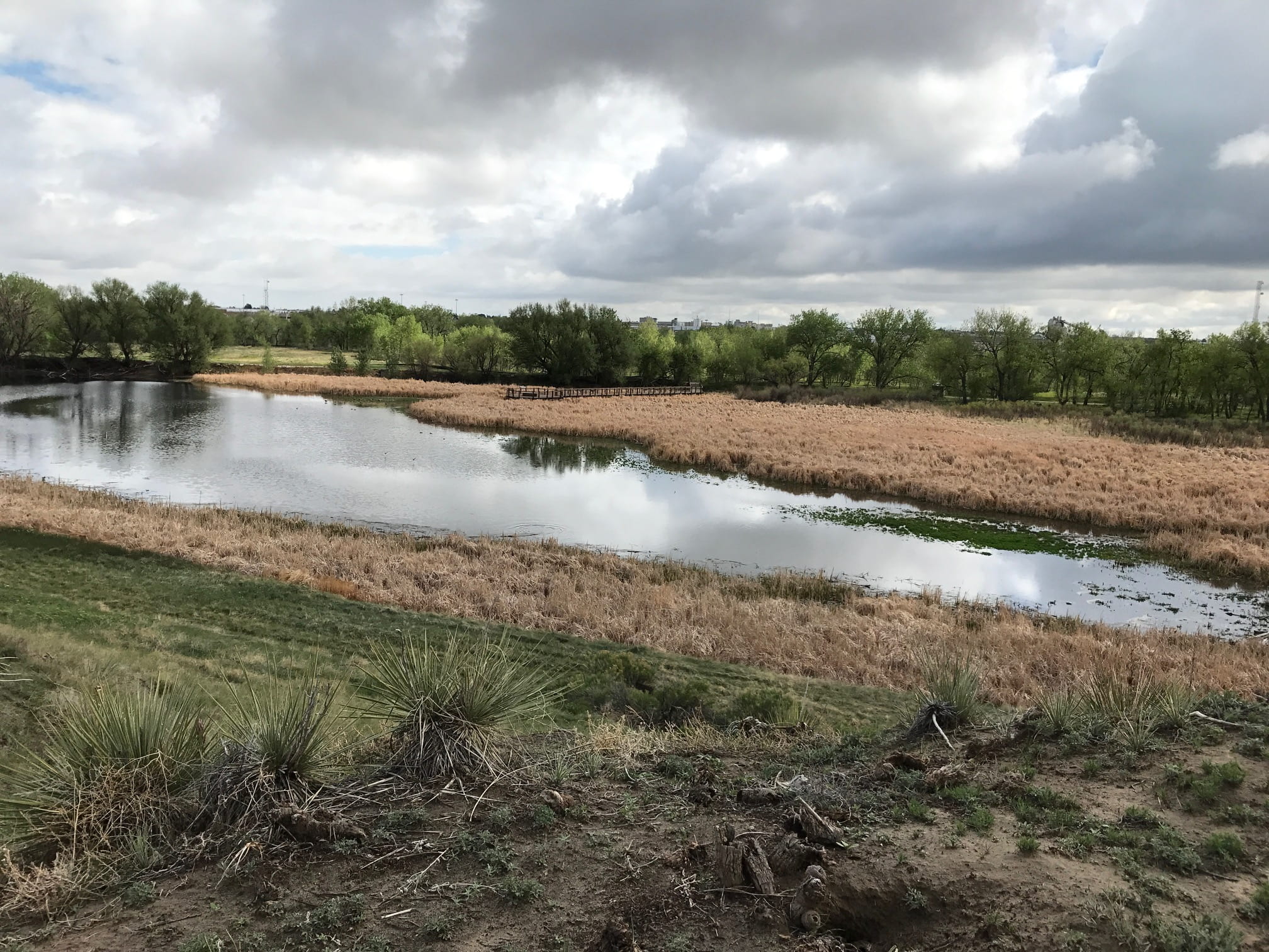 A small pond surrounded by yellowed reeds, green grass, and trees under a cloudy sky, with the water reflecting the clouds above—an inspiring scene for any Denver engineer seeking tranquility in nature.