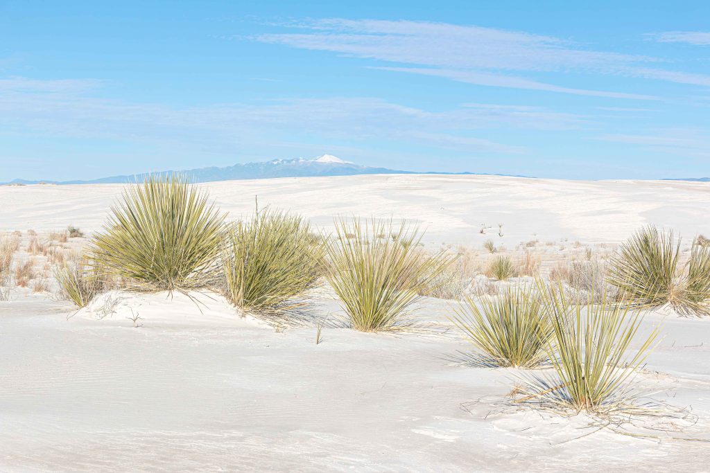 Desert landscape with clusters of yucca plants in white sand under a blue sky; distant mountains with a snow-capped peak visible on the horizon—a view to inspire any Colorado engineering enthusiast.