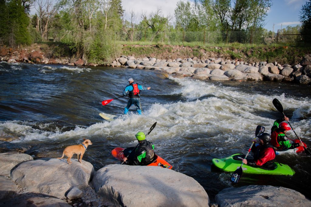 Four kayakers paddle through a river with rapids while a small tan dog stands on rocks at the water’s edge—an adventurous scene reminiscent of Colorado engineering projects set in nature, with trees and rocky riverbanks in the background.