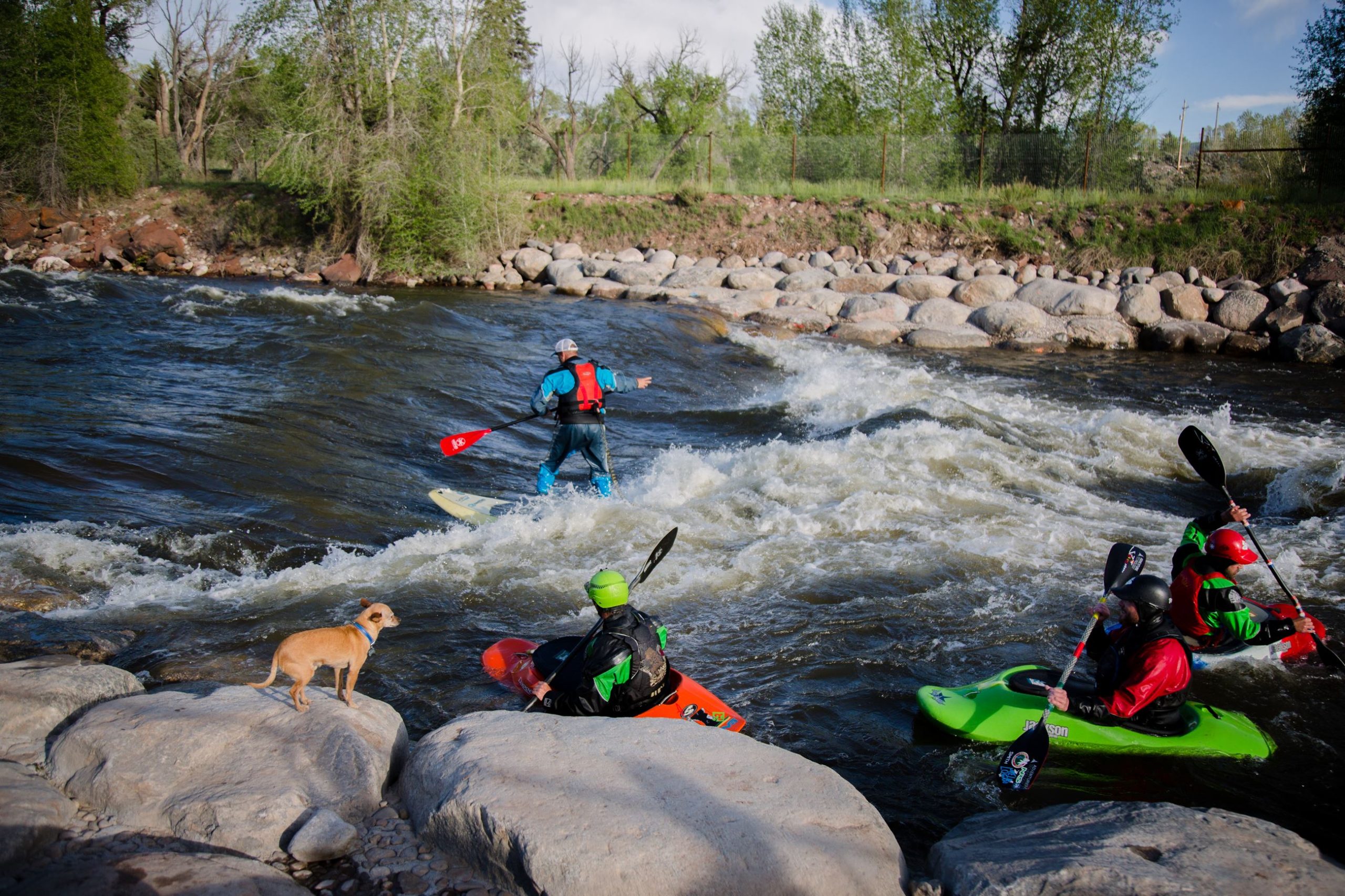 Four kayakers paddle through a river with rapids while a small tan dog stands on rocks at the water’s edge—an adventurous scene reminiscent of Colorado engineering projects set in nature, with trees and rocky riverbanks in the background.