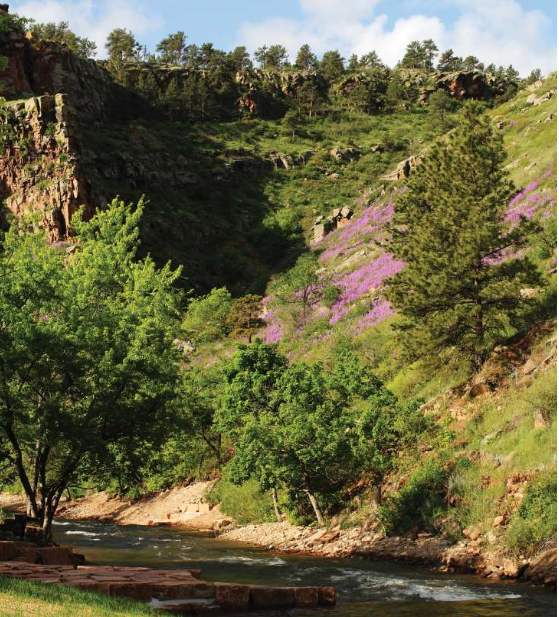 A rocky hillside covered with green trees and vibrant purple wildflowers rises above a gently flowing stream, showcasing the natural beauty often studied by a Denver engineer, under a blue sky with scattered clouds.