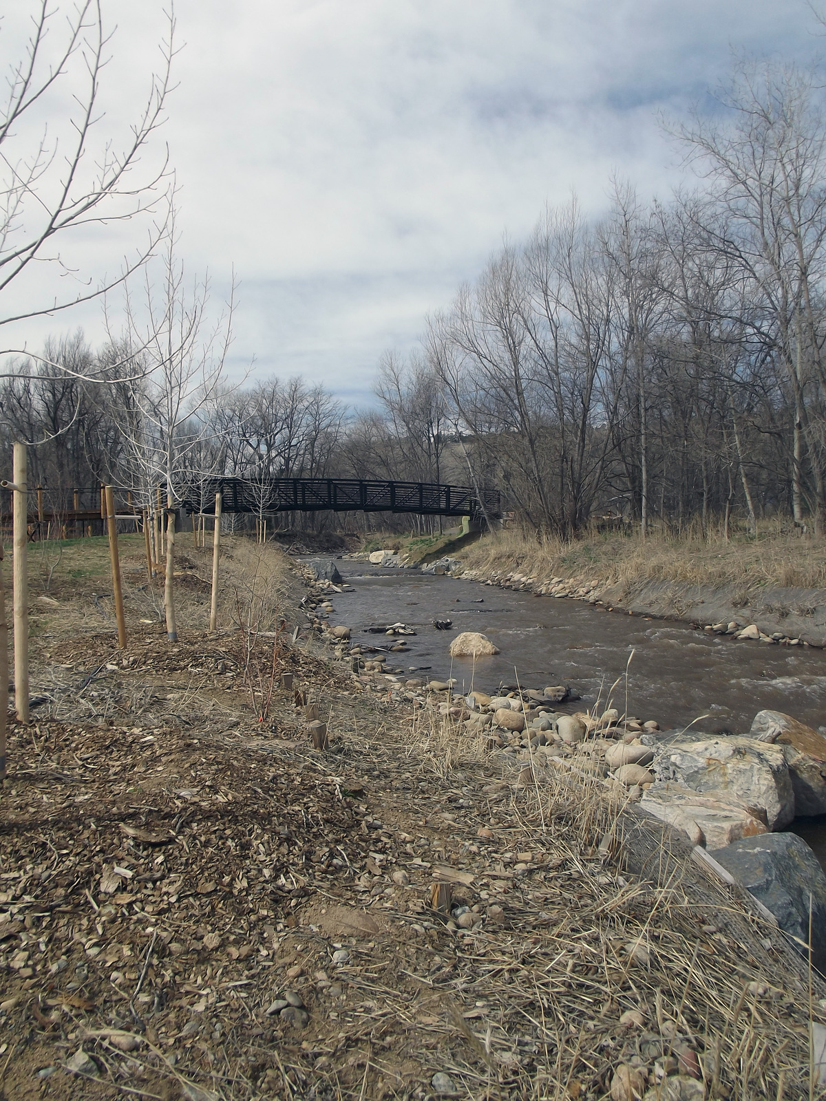 A small rocky creek flows under a black metal footbridge, designed by a skilled Denver engineer, surrounded by leafless trees and dry, brown ground on a cloudy day. Newly planted saplings line the creek’s edge in the foreground.