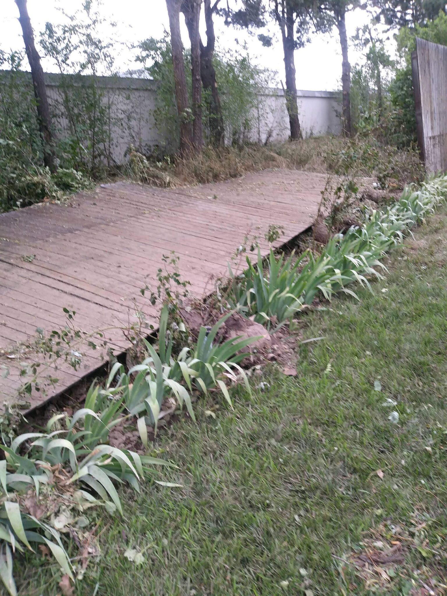 A wooden deck in a backyard is uneven and warped, with parts of it lifting up. Green plants are growing along the edge, and trees and a white fence are visible in the background.