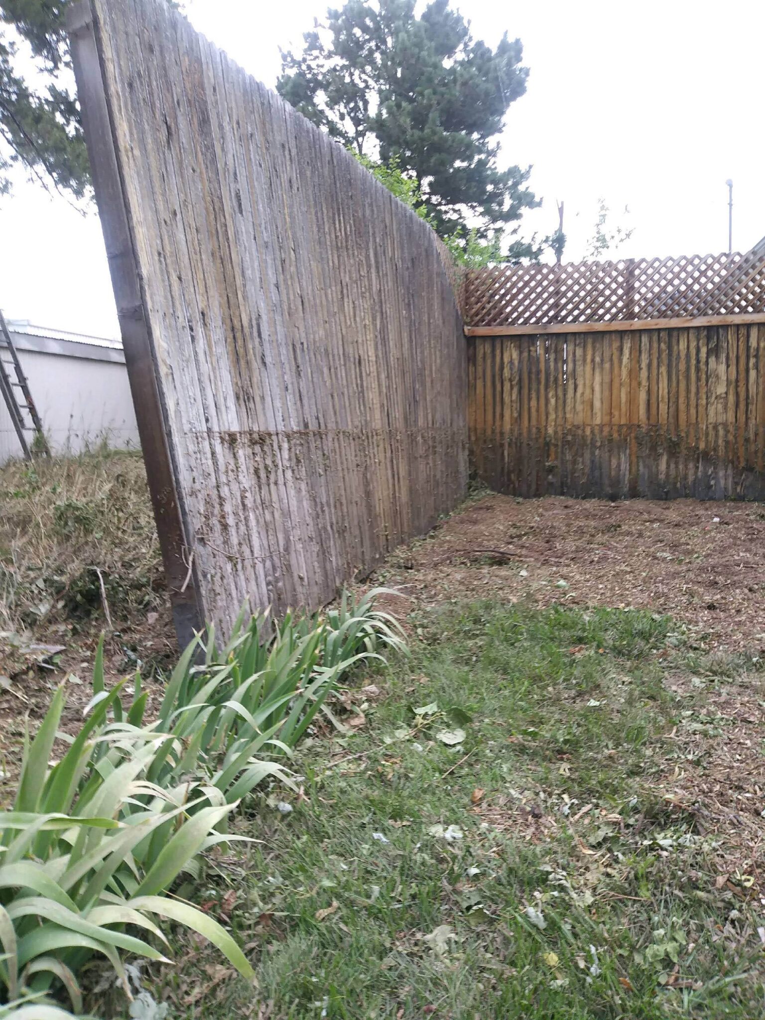 A backyard with a tall wooden slat fence, some green plants growing along the left side, and patchy grass and bare soil covering the ground. Trees and a lattice fence are visible in the background.