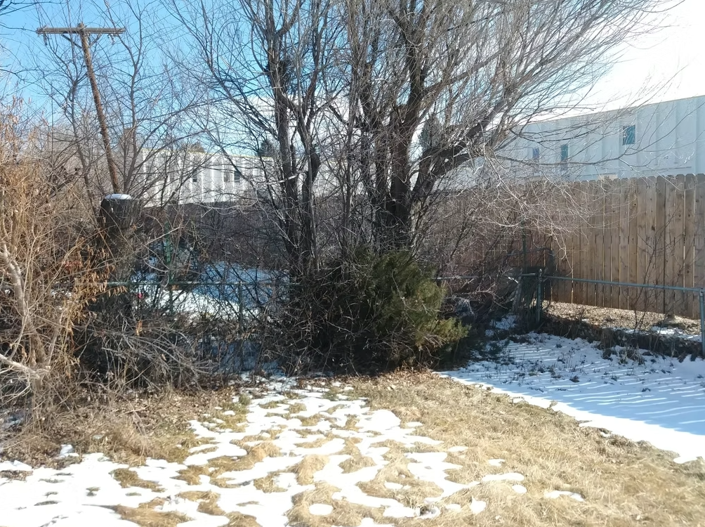 A backyard scene with patchy snow on the ground, bare trees, and a wooden fence. Some bushes and dry grass are visible, and sunlight casts shadows on the snowy patches.
