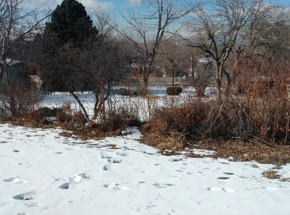 Snow covers the ground with visible footprints leading through a wintry garden filled with leafless trees and bushes. A few evergreen trees and houses are in the background under a blue sky with scattered clouds.