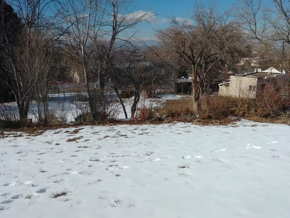A snowy yard with footprints leads to leafless trees and bushes. In the background, houses and a road are visible under a clear blue sky on a sunny winter day.