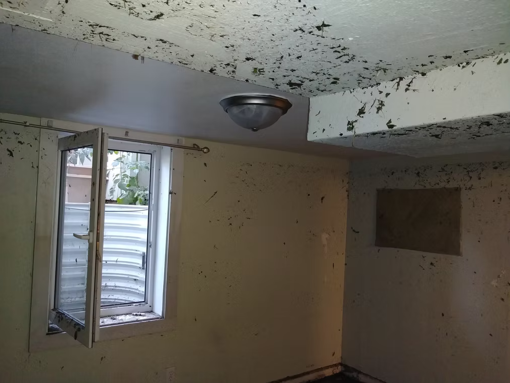 A basement room with mud and debris splattered on the ceiling and walls, an open window showing a metal window well, and a ceiling light fixture; the space appears to have suffered flood damage.