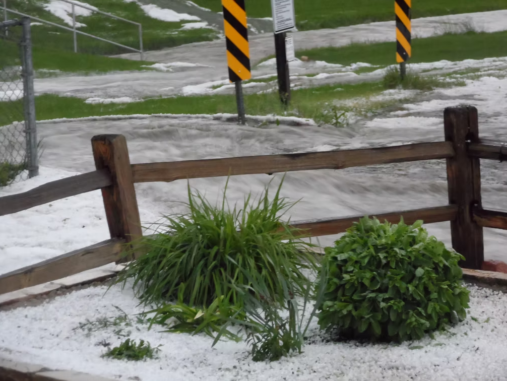 A wooden fence surrounds a small garden bed with green plants. The ground and road are covered in white hail, and water flows past yellow and black-striped road signs in the background.