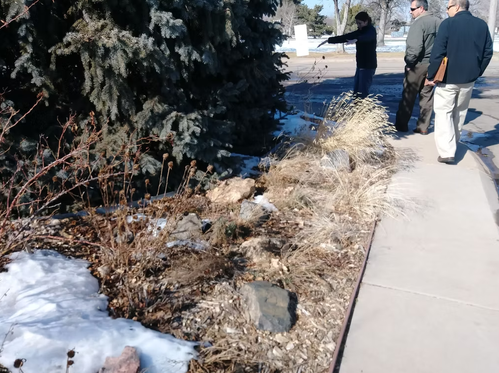 Three people stand on a sidewalk near a snow-covered patch with rocks and dry plants; one person points toward a large evergreen tree on the left side of the image.