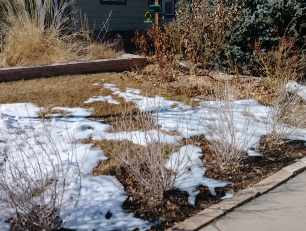 Patchy snow covers a garden bed with dormant brown plants and shrubs. Tall dry grasses and evergreen bushes are in the background near a sidewalk, with a green house partially visible behind them.