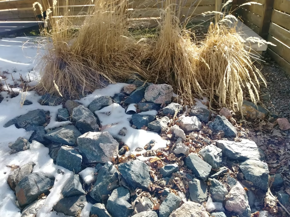 Rocks partially covered with snow, dry leaves, and tufts of tall, dried grass next to a wooden fence in a sunlit outdoor area.