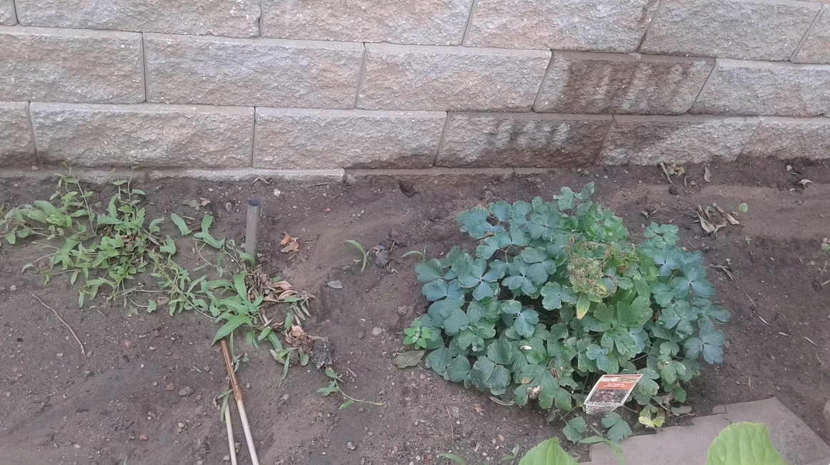 A small garden bed with a green leafy plant and a plant tag next to it. Weeds and a gardening tool lie on the soil, and a stone wall is in the background.
