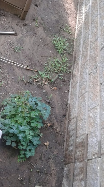 A patch of bare soil next to a stone wall with scattered green weeds and a leafy plant with broad leaves in the corner. Some gardening tools or sticks lie on the ground nearby.