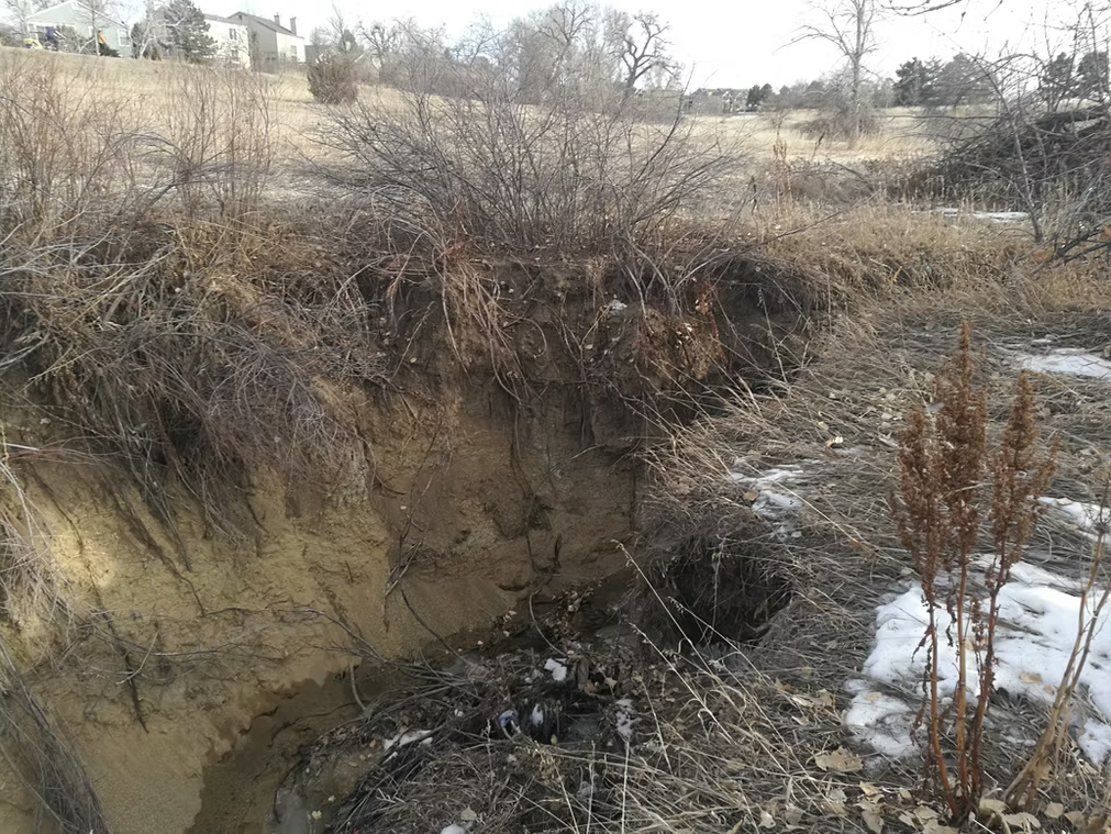 A deep, eroded gully with exposed roots and dry vegetation runs through a grassy field. Patches of snow and dead plants are visible in the foreground, and houses can be seen in the distance.