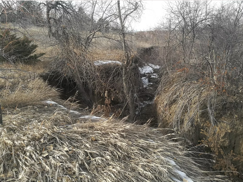 A deep gully cuts through dry, brown grass and leafless shrubs on a hillside. Sparse patches of snow are visible on the ground and in the eroded gully, with bare trees scattered around.